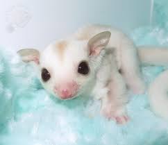 Brownie Is An Adorable Cremeino Mosaic Sugar Glider Joey Sugar Glider Pet Sugar Glider Cute Baby Animals