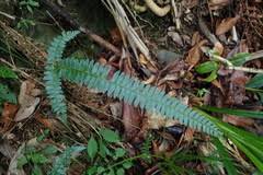 Image result for Elaphoglossum macropodium