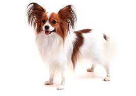 Stunning markings kc registered health tested male papillon puppy for sale. Papillon Breed Facts And Information Petcoach
