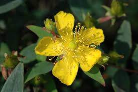 Image result for Hypericum peplidifolium