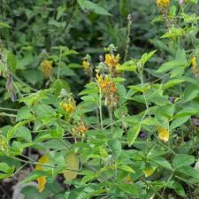 Image result for Crotalaria quarrei