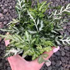 Image result for Pteris burtonii