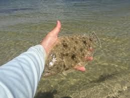 Image result for flounder