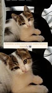 Mutsuz Kedi