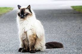 Hipoalerjenik Kedi Irklari 2020