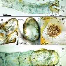 The microhabitat: 30. Cyanopenthe taiwana sp. nov.; 31. C. leei sp....