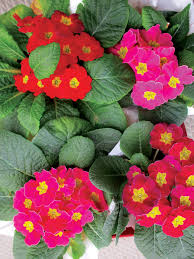 Find 6 photos of the 8573 primula ct home on zillow. Primulas Provide Pots Of Colour Manitoba Co Operator
