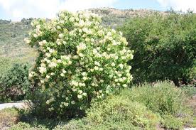 Image result for Nuxia floribunda