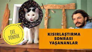 Kedi Kisirlastirma Sonrasi Evde Bakim Ve Kontrol Youtube