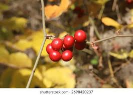 Image result for Smilacaceae