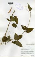Image result for Ficalhoa laurifolia