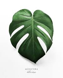 Monstera Leaf Art Print By Nordik Society6 Plant Art Leaf Art Monstera