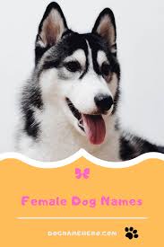 You can even go with delilah, diva, duchess, or dora to get a name that's a little more on the feminine side. Female Dog Names 190 Girl Dog Names Dog Name Hero