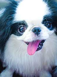5 Small Calm Dog Breeds That Like To Keep It Mellow Dogtime Calm Dog Breeds Calm Dogs Best Small Dogs