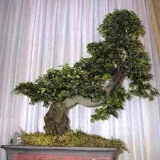 Image result for Ehretia rigida