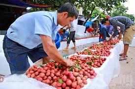 Cũng theo sở công thương tỉnh bắc giang, giá vải thiều năm 2015 cao nhất tính trong 5 năm trở lại đây, đạt trung bình 15.000 đồng/kg, cao hơn năm 2014 tới. Háº­u Covid 19 Váº£i Thiá»u Lá»¥c Ngáº¡n Sáº½ Ä'Æ°á»£c Ban Online Tá»« Thang 6