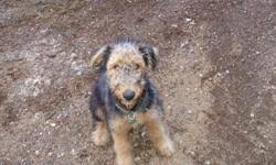 Airedale puppies for sale alberta. Airedale Puppies For Sale In Campbell River British Columbia Your Pet For Sale