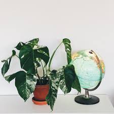 Find many great new & used options and get the best deals for monstera standleyana albo variegata at the best online prices at ebay! Monstera Standleyana Albovariegata Monstera Standleyana Albovariegata In Gardentags Plant Encyclopedia