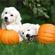 Two Golden Retriever Puppies Playing With Pumpkins Golden Retriever Puppy Play Choosing A Dog