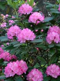 How To Prune Rhododendron Bushes With Images Rhododendron Flower Garden Rhododendron Care