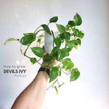 Your devil's ivy indoors will thrive in a place which gets filtered sunlight or a bright artificial light. Pothos Plant Aka Devil U2019s Ivy Gardening Plants Home Hobby Vadel Com