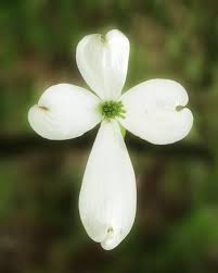 Communion Do This In Remembrance Of Me Live Dan 330 Dogwood Blossoms Dogwood Trees Dogwood