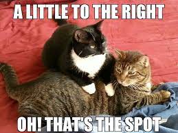 A Nice Cat Massage Massage Therapy Funny Cat Massage Massage Funny
