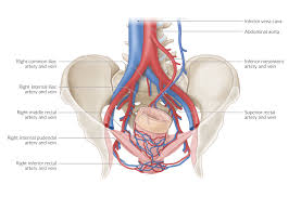 In many cases, people who have these symptoms do not have cancer. Hemorrhoids Amboss
