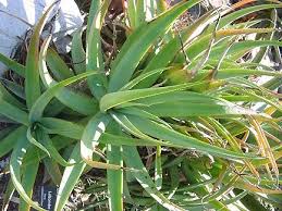 Image result for Aloe spicata