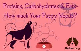 Maybe you would like to learn more about one of these? Protein For Puppies How Much They Need Per Day Hellow Dog