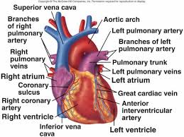 Cardiovascular System I Heart Cardiovascular System Cardiovascular Cardiovascular Exercise