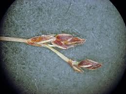 Image result for Bulbostylis pusilla