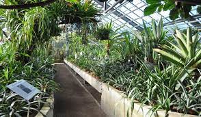 Botanical garden of the university of heidelberg. Botanischer Garten Heidelberg