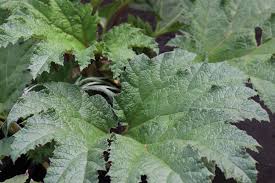 Image result for Gunnera