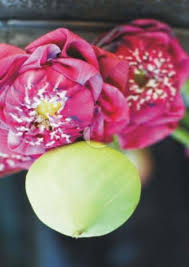 Image result for Dissotis melleri