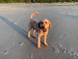 Darling f1bb goldendoodle puppies needing new homes around july 5th. Portland Goldendoodle Stud Service Home Facebook