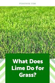 What Does Lime Do For Grass Peak Yard Organic Lawn Care Lime For Lawns Lawn Care Schedule
