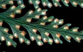 Image result for Davalliaceae