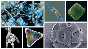 Nov 02, 2010 · acanthamoeba keratitis is a rare but serious infection of the eye that can result in permanent visual impairment or blindness. Ferris Jabr On Twitter The Ocean Teems With Tiny Often Single Celled Organisms Encased In Intricate Mineral Shields Diatoms And Radiolarians Which Are Sheathed In Silicon Coccolithophores And Foraminifera Which Are Cloaked In