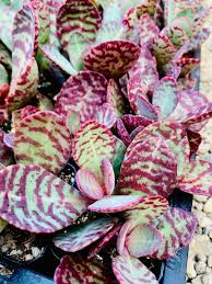 Image result for Kalanchoe humilis