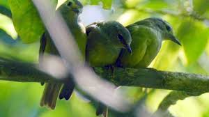 We did not find results for: 6 Cara Ternak Opior Jawa Mudah Bagi Pemula Arenahewan Com