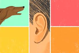 Best online sfx library for your media projects free download. How To Be Mindful With A Barking Dog The New York Times