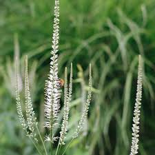 A fascinating variety of culver's root, veronicastrum virginicum f. Veronicastrum Virginicum Diana Kandelaber Ehrenpreis Jora Dahl