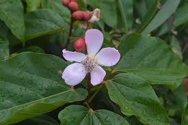 Image result for Bixaceae