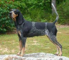 They are an american type of hunting dog developed for the hunting of raccoons, as well as feral pigs, bobcats, cougars, and bears. Scott Rscottbrown0318 Profile Pinterest