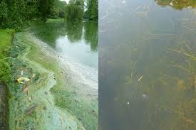 We did not find results for: Two Contrasting Sights In Brussels Ponds Cyanobacterial Scum Washed Download Scientific Diagram