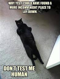 It S Time For Your Caturday S Treat Of Cat Memes Funny Animal Memes Funny Animal Pictures Cute Animals