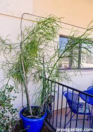 Pruning a cactus isn't enjoyable. Pencil Cactus Pruning Pruning A Large Euphorbia Tirucalli