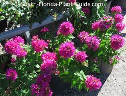 Maybe you would like to learn more about one of these? Dwarf Bougainvillea