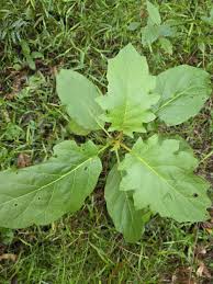 Image result for Solanum chrysotrichum